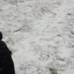 Hádanka pro ty, kteří mají výborný zrak: musíte najít psa