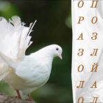 Jen lidé s orlíma očima najdou slovo „peří“ za 11